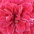 Vörös - Talajtakaró rózsa - Mauve™